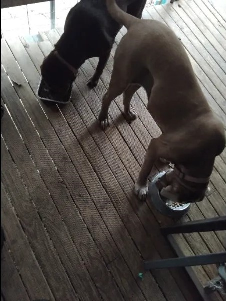 Feeding Animals Feeding Animals