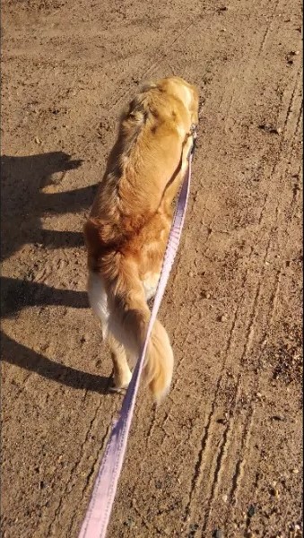 Golden Retriever Golden Retriever