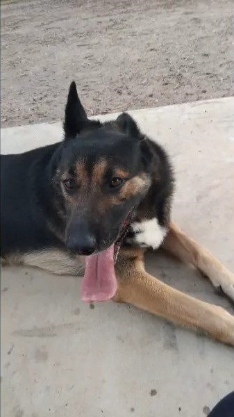 Cattle Dog Cattle Dog