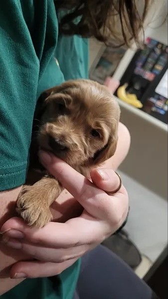 Terrier Baby Terrier Baby