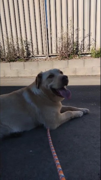 Happy Retriever Happy Retriever