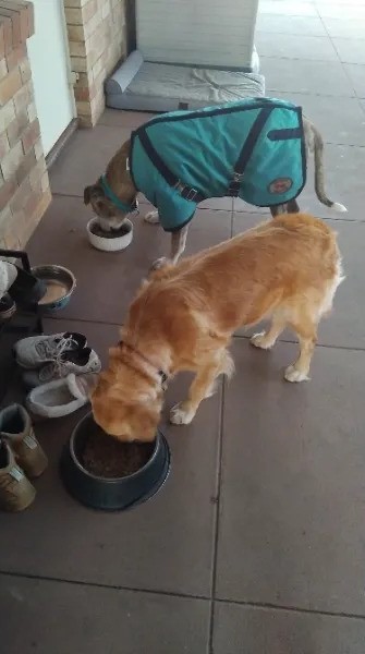 Pet Sitting Dogs Miles Pet Sitting Dogs