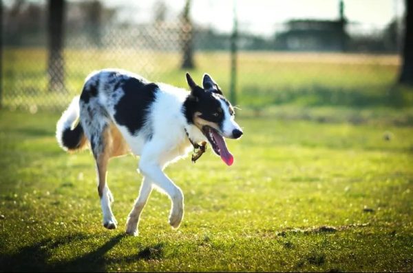 Dog Walking Services Miles